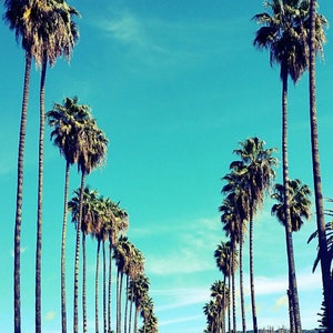 Palm Trees in Los Angeles, California, Palm Tree Lined Street Photo ...