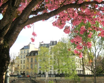 Floral Photography, Paris Photography, Flowers in Paris, Cherry Blossoms on the Seine, Floral Print Art, French Home Decor, Paris Wall Art