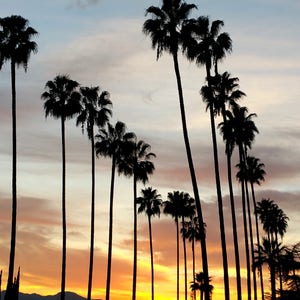 California Palm Trees with Sunset. Los Angeles Photography, Palm Tree Photo Print, California Photography. Wall Art, Art Print, Photo Print image 2