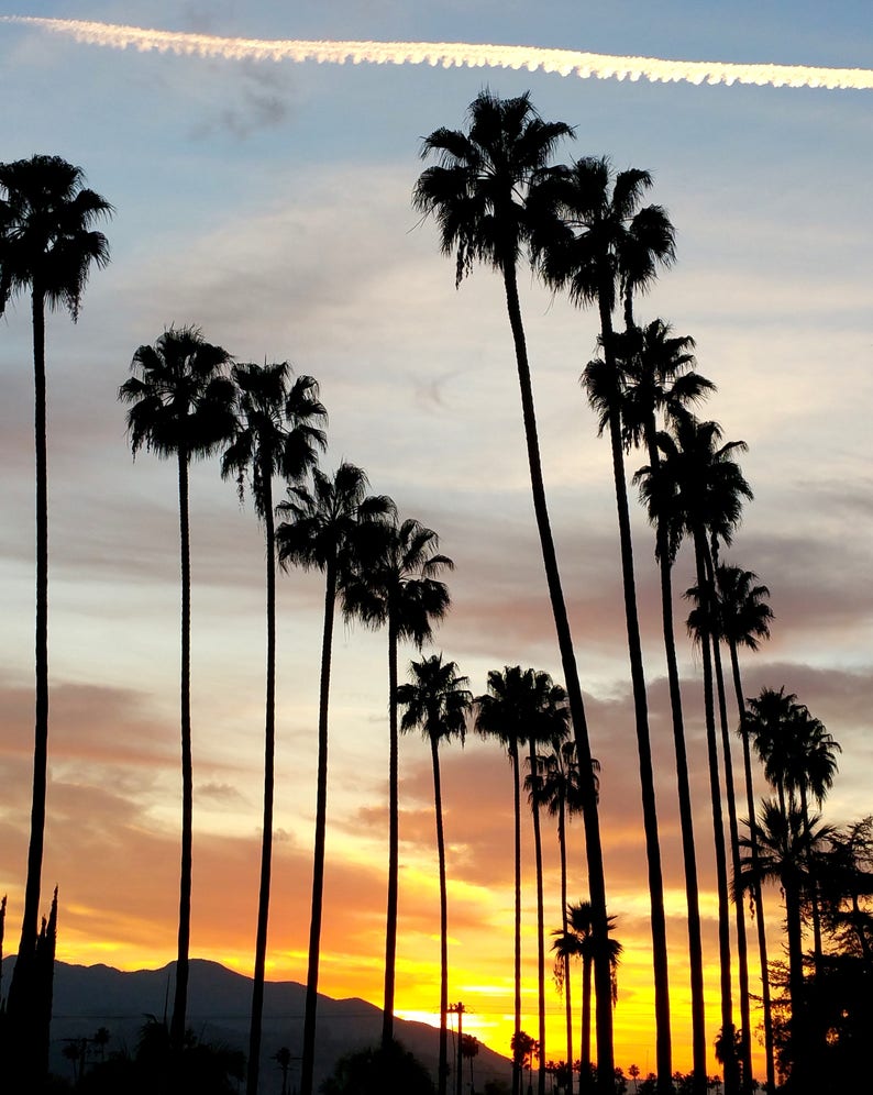 California Palm Trees with Sunset. Los Angeles Photography, Palm Tree Photo Print, California Photography. Wall Art, Art Print, Photo Print image 2