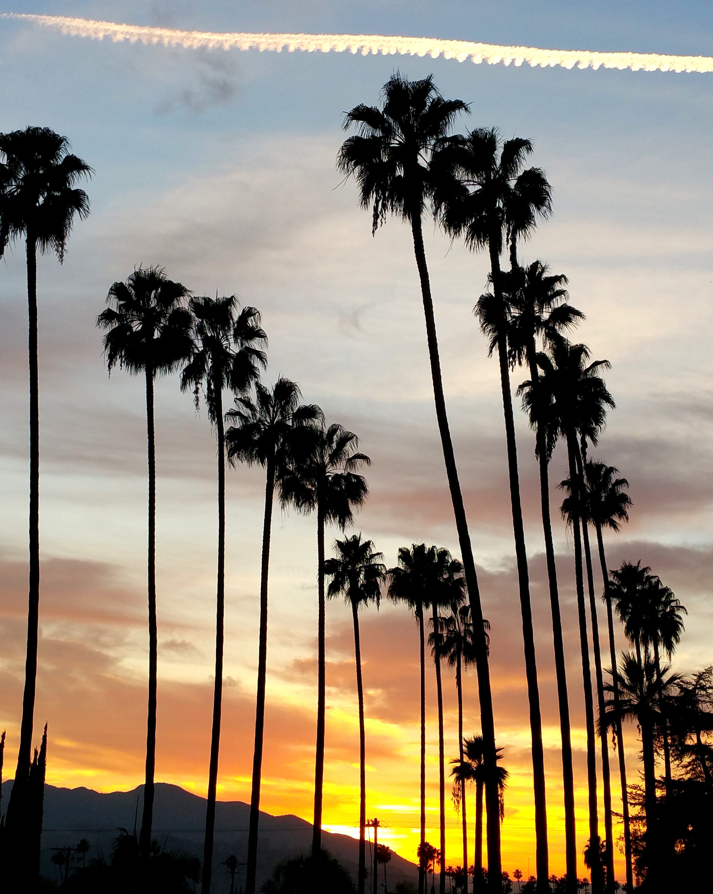 California Palm Trees With Sunset. Los Angeles Photography, Palm Tree 