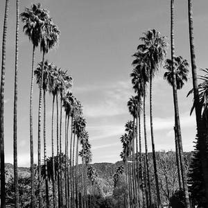 Palm Trees in Los Angeles, California, Black and White, Palm Tree Photo, Wall Art, California, L.A. Photography Airbnb Wall Art Home Decor