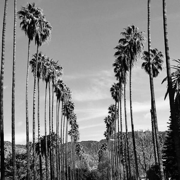 Palmbomen in Los Angeles, Californië, zwart-wit, palmboomfoto, kunst aan de muur, Californië, L.A. Fotografie Airbnb Wall Art Home Decor