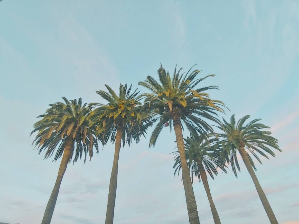 Zwart-witte fotoafdruk met palmbomen. Palmbomen in Los Angeles. L.A.  Fotoafdruk California Photo. Stranddecor, bomen, zwart-witkunst, kunst aan  de muur - Etsy België, image size:1164x873