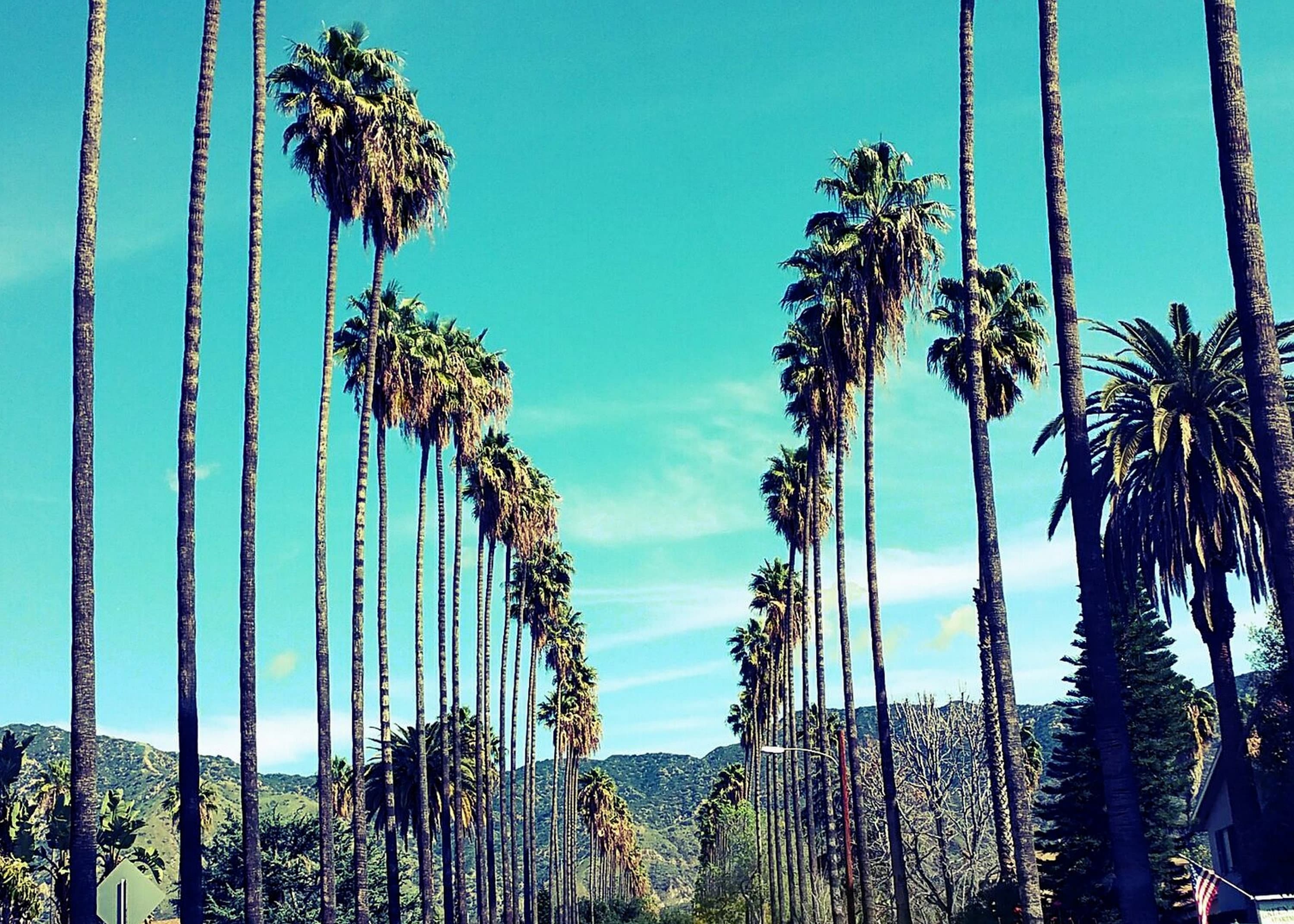 Palm Trees in Los Angeles California Palm Tree Lined Street Etsy