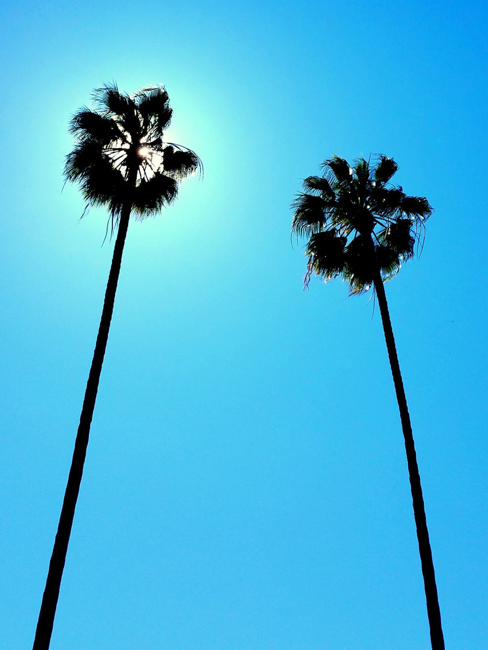 palm-trees-in-los-angeles-california-two-palm-trees-sun-etsy
