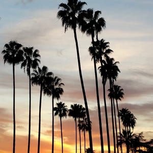 California Palm Trees with Sunset. Los Angeles Photography, Palm Tree Photo Print, California Photography. Wall Art, Art Print, Photo Print image 3