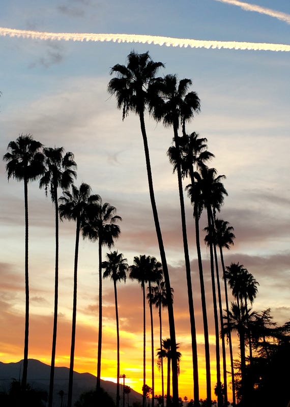 Palmiers De Californie Avec Coucher De Soleil Los Angeles Photographie Palm Tree Photo Impression En Californie Wall Art Art Print Photo