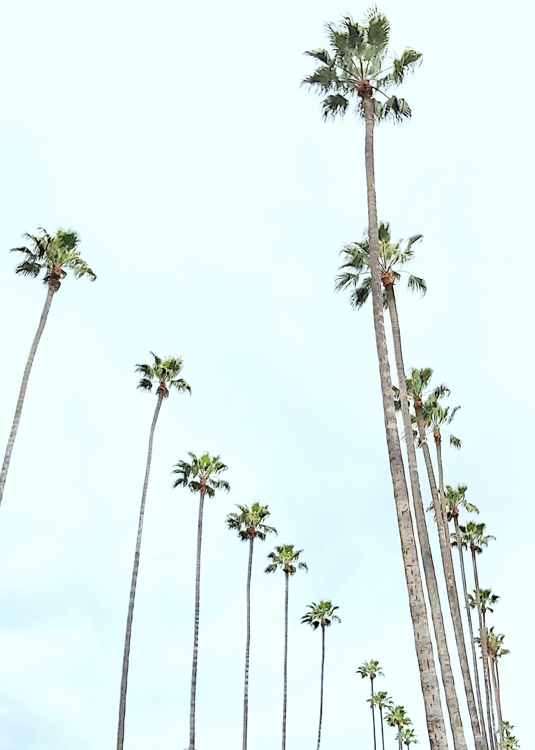 California Palm Trees Photo Print, Los Angeles Photography, Street ...
