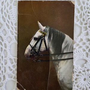 May include: A vintage postcard featuring a close-up of a white horse's head with a black bridle and gold accents. The horse is looking to the left, and the background is a brown color.