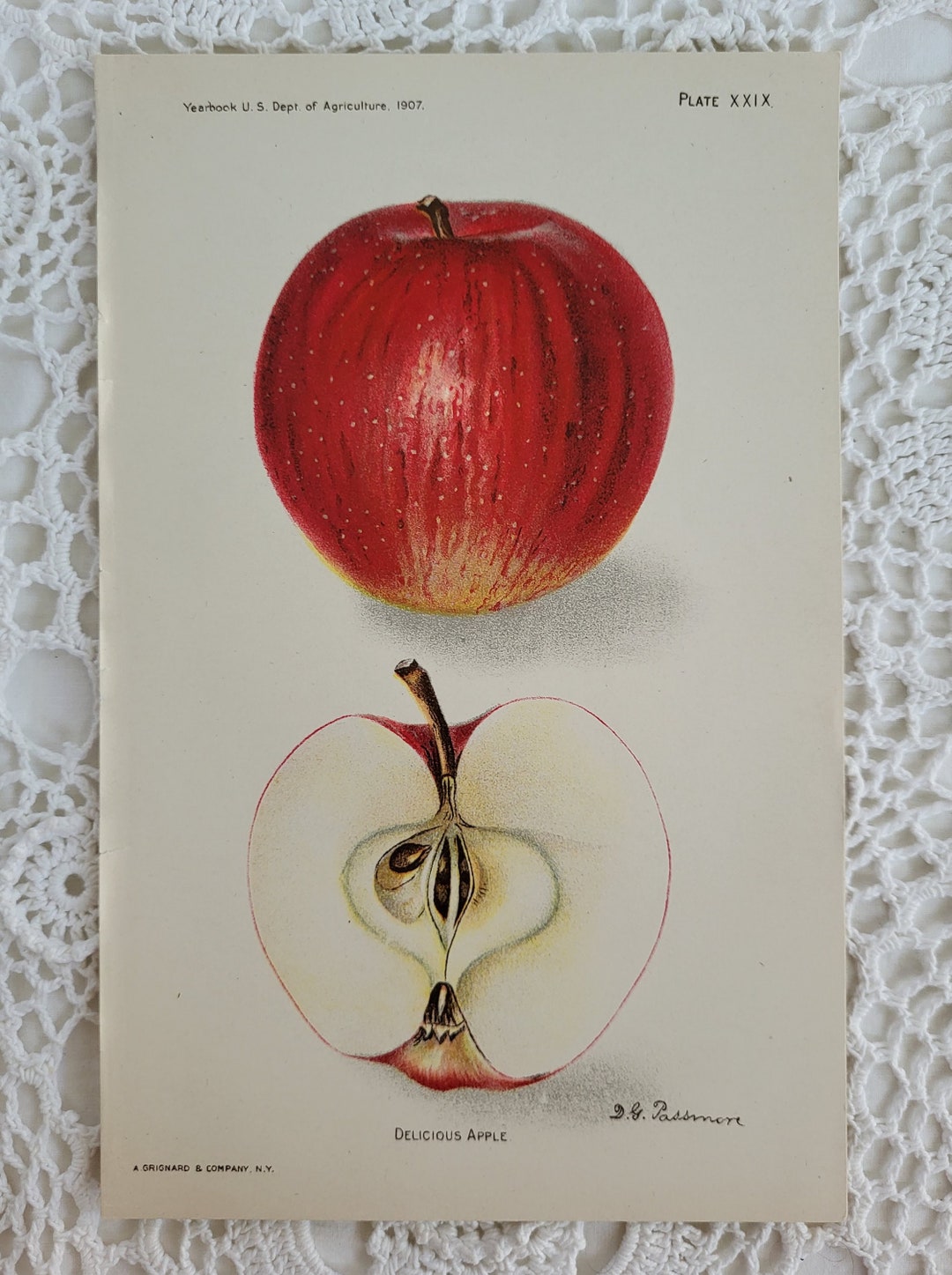Red Delicious Apple Yearbook, 1907, Farmhouse Kitchen, Fruit Art Print