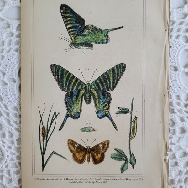 Animal Kingdom Insecta Butterfly Antique Engraving Print,  Baron Georges Cuvier