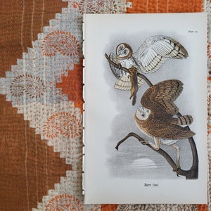 Barn Owl Upcycled Book Art Print, Ready to Frame