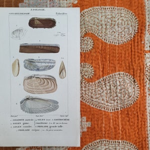 1800s Hand Colored Shell Print from Dictionary of Natural Sciences