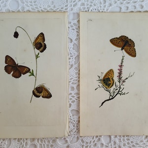 Antique Natural History of Insects Butterflies Copper Plate Engraving and Hand Colored Print, 1790s