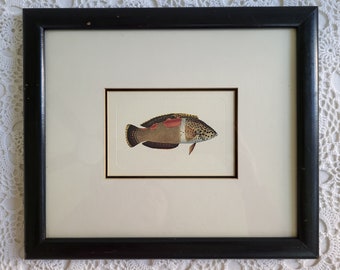 Framed Tropical Fish Art Print, Coastal Home Decor