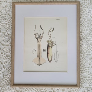 Antique 1840s Squid Lithograph Print by Lith of Endicott, New York, Framed Art