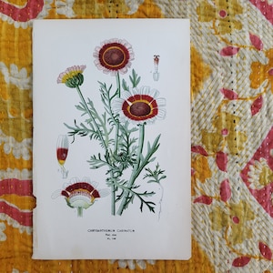 Chrysanthemum Carinatum Botanical Art Print, Naturalist Home Decor