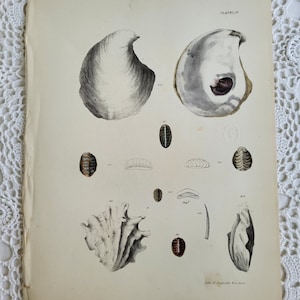 1840s Hand Colored Seashell Lithograph by Lith of Endicott, Zoology of New York