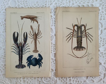Pair of Antique 1837 Hand Colored Lobster Engravings from the Animal Kingdom by Cuvier of London