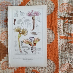 Animal Kingdom Annelides Print, Naturalist Wall Decor