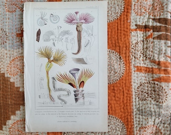 Animal Kingdom Annelides Print, Naturalist Wall Decor