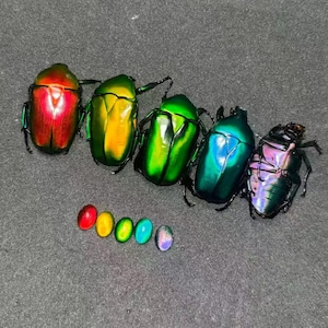 Puede incluir: Cinco escarabajos iridiscentes dispuestos en fila, mostrando colores metálicos en rojo, amarillo anaranjado, verde brillante, verde azulado y morado oscuro. Debajo hay cinco pequeños cabujones ovalados y lisos con colores degradados.