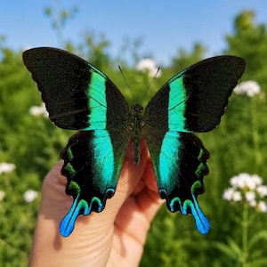 Peut inclure: Un papillon aux grandes ailes noir velouté arborant une bande centrale verticale d'un vert sarcelle irisé et vibrant. Les bords inférieurs des ailes présentent des motifs festonnés complexes dans des tons de vert et de bleu vifs.