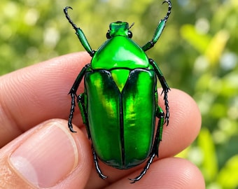 Real Flower Chafer Beetle Specimen Collection, Iridescent Insect Display, Ethical Entomology Decor, Curiosity Cabinet Gift, Halloween Oddity