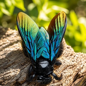 May include: A large insect with a solid black body and iridescent wings that display vibrant shades of metallic blue and green. The wings feature a distinct veined structure and are positioned upright, revealing a glossy, reflective surface texture.