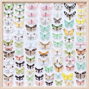 Pode incluir: Uma moldura de madeira quadrada contendo uma coleção de numerosas mariposas preservadas dispostas em uma grade. As mariposas exibem uma grande variedade de cores, incluindo tons de rosa, verde, amarelo, branco, marrom e preto, com diversos padrões.