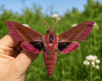 May include: A Deilephila elpenor moth with vibrant pink and olive-brown wings, featuring a distinct black patch at the base of the hindwings and a slender, pointed abdomen. The moth displays long, thin antennae and a dark, textured thorax.