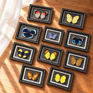 Può includere: Dieci piccole cornici rettangolari nere, ognuna contenente un esemplare di farfalla conservato. Le farfalle mostrano vari colori, inclusi motivi gialli, blu, arancioni e neri. Ogni cornice presenta un bordo bianco interno.