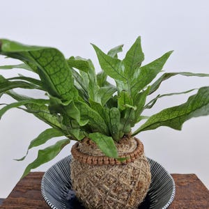 May include: A green fern plant with textured leaves growing from a spherical kokedama moss ball wrapped in brown twine and a decorative braided cord, resting inside a shallow black and white striped ceramic dish.