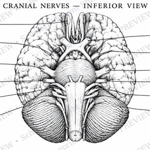 May include: A black and white anatomical illustration titled CRANIAL NERVES - INFERIOR VIEW, showing the underside of the human brain with labelled nerves including Olfactory, Optic, Oculomotor, Trochlear, Trigeminal, Facial, Abducens, Vestibulocochlear, Glossopharyngeal, Vagus, Accessory, and Hypoglossal.