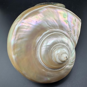 Puede incluir: Una concha marina grande e iridiscente con un diseño en espiral. La concha tiene un brillo nacarado con tonos dorados, rosados y verdes. La superficie de la concha es lisa y pulida, con una forma natural y orgánica. Es un artículo decorativo.