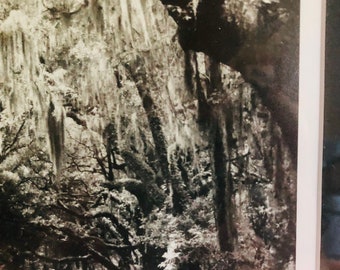 Signed Framed Photograph Print Charleston SC Spanish Moss Trees Black & White Photography Artist Signed Numbered 8/95 Coastal Beach House