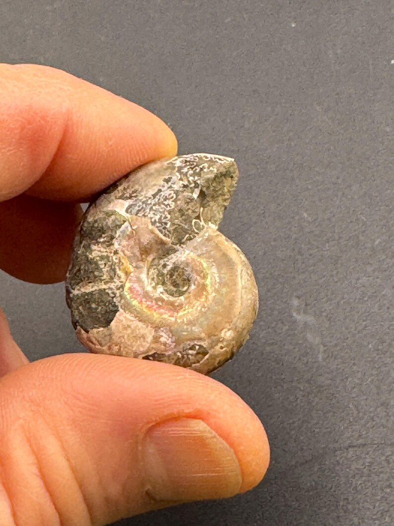 3 Ancient Fossils Opalized Iridescent Ammonite Stone Ammonite ...
