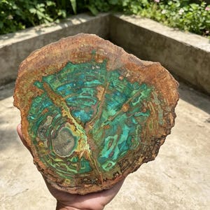 May include: A circular slice of petrified wood featuring a vibrant interior of turquoise, teal, and emerald green mineral deposits surrounded by a textured, earthy brown outer ring that mimics the appearance of natural tree bark.