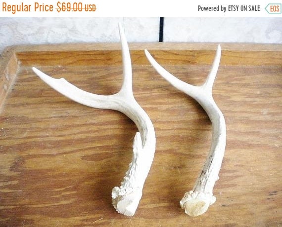 Antlers For Sale >> I Etsystatic Com 6772628 R Il 4594c0 1990249057 Il Antlers For Sale >> I Etsystatic Com 6772628 R Il 4594c0 1990249057 Il