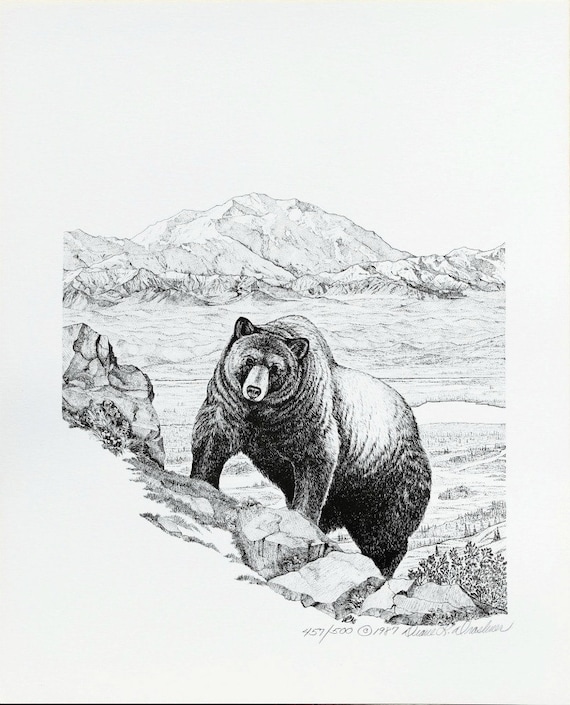 Grizzly Bear Limited Edition Print of Pen and Ink Wildlife | Etsy