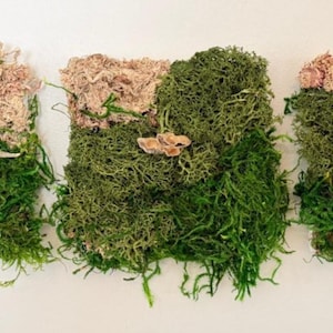 Può includere: Tre pannelli quadrati da parete con muschio preservato in varie tonalità di verde e beige chiaro. Le superfici strutturate sono composte da muschio denso a ciuffi e varietà di muschio piatto, arricchite da piccoli funghi a mensola.