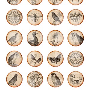 Op de afbeelding: Een digitale collagevel met 20 ronde vintage illustraties. De afbeeldingen bevatten een uil, een paard, bloemen, een krab, een bij, vogels, een mot, een zon en bloemstukken. De afbeeldingen hebben een sepia-tint en een verweerde uitstraling.