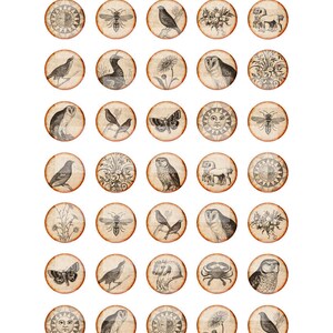 Op de afbeelding: Digitale collagevel met vintage illustraties van dieren, insecten en bloemmotieven. Elke afbeelding is cirkelvormig met een verweerde, verouderde uitstraling. De vel bevat de tekst "KARTINKA DIGITAL COLLAGE SHEETS".