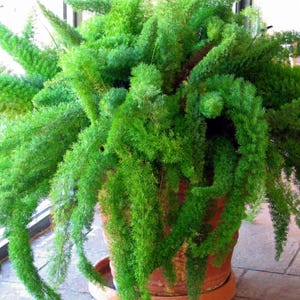 Puede incluir: Un helecho espárrago exuberante con follaje verde vibrante en forma de aguja que cae sobre los lados de una maceta de color terracota. La planta presenta tallos densos y plumosos que se extienden en múltiples direcciones con textura.