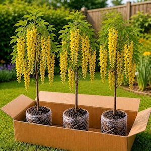 May include: Three small laburnum trees with vibrant yellow, pendulous flower clusters and green leaves, each planted in a clear plastic pot with dark soil, all arranged side by side within a rectangular brown cardboard shipping box.