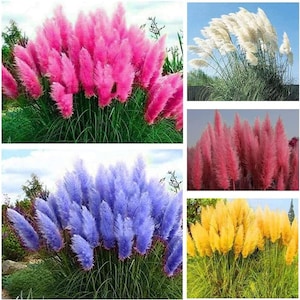 Puede incluir: Una colección de plantas de hierba de la pampa con penachos altos y plumosos en tonos vibrantes de rosa, blanco, rosa intenso, azul y amarillo. Cada planta muestra tallos y follaje verdes largos y delgados, exhibiendo texturas suaves.