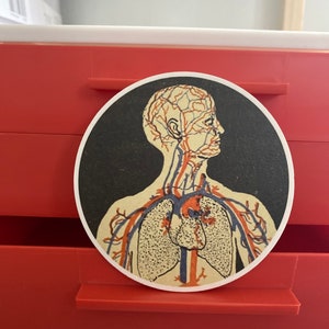 Vintage Arterial Anatomy coasters