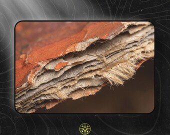 Puede incluir: Una vista de cerca de un trozo de corteza de árbol natural que muestra múltiples texturas en capas. La superficie exterior es de color marrón rojizo, mientras que las capas internas revelan una composición fibrosa, de color canela y blanco roto.