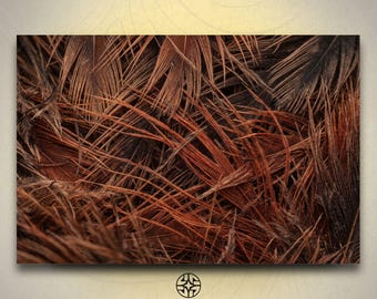 Puede incluir: Una densa colección de plumas superpuestas en tonos de cobre profundo, óxido y marrón oscuro. Las finas barbas de las plumas, similares a cabellos, crean una textura compleja y estratificada en todo el encuadre, con variadas profundidades.